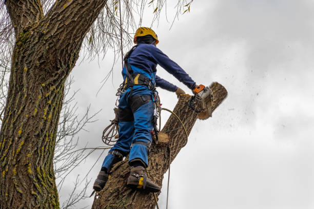 Best Tree Cabling and Bracing  in Loch Sheldrake, NY