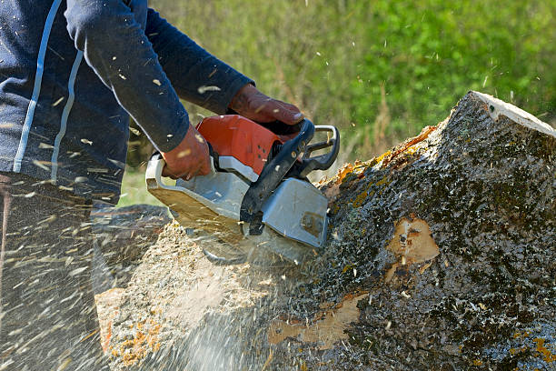 Best Hazardous Tree Removal  in Loch Sheldrake, NY